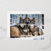 Carte Postale De Vacances En Aluminium Wolf Animal Nature Faune Affection Soin (Recto/Verso)