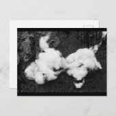 carte postale de vacances moelleuse (Devant / Derrière)