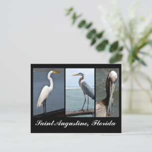 Carte postale de vacances pour oiseaux tropicaux
