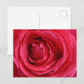 Carte postale de vacances Rose Transcendence (Devant / Derrière)