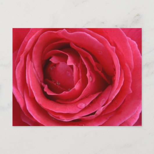 Carte postale de vacances Rose Transcendence (Devant)
