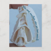 Carte postale de vacances Seashell (Devant)