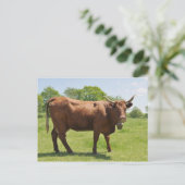 Carte postale de vache de vente (Debout devant)