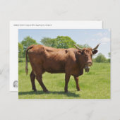 Carte postale de vache de vente (Devant / Derrière)