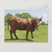 Carte postale de vache de vente (Devant)