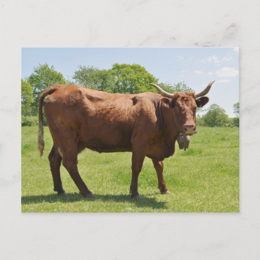 Carte postale de vache de vente (Devant)