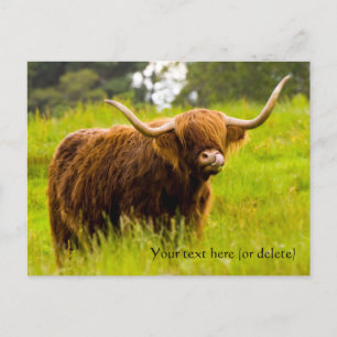 Carte postale de vache des Highlands