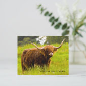 Carte postale de vache des Highlands (Debout devant)