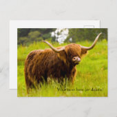 Carte postale de vache des Highlands (Devant / Derrière)