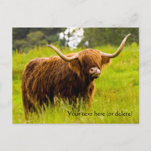 Carte postale de vache des Highlands (Devant)