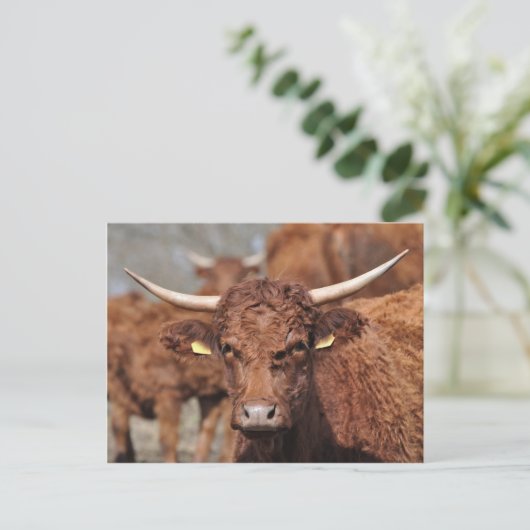 Carte postale de vache vendeuse (Debout devant)