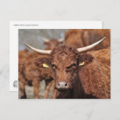 Carte postale de vache vendeuse (Devant / Derrière)