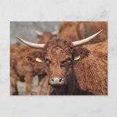 Carte postale de vache vendeuse (Devant)