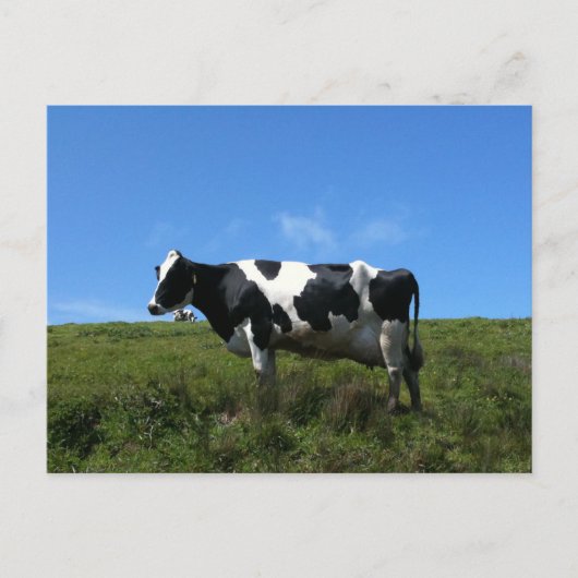 Carte postale de vaches heureuses (Devant)
