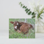 Carte postale de veau Brown et blanc (Debout devant)