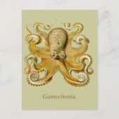 Carte postale de verticale de Gamochonia (Devant)