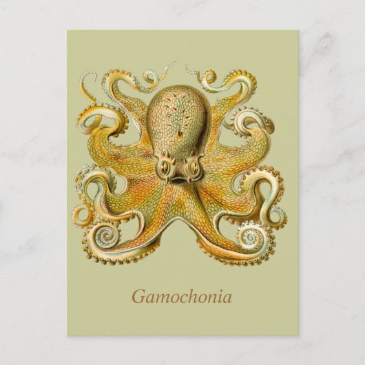 Carte postale de verticale de Gamochonia (Devant)