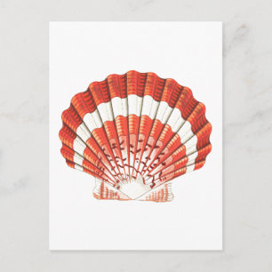 CARTE POSTALE DE VIE MARINE SAISHELLE "SCALLOP"
