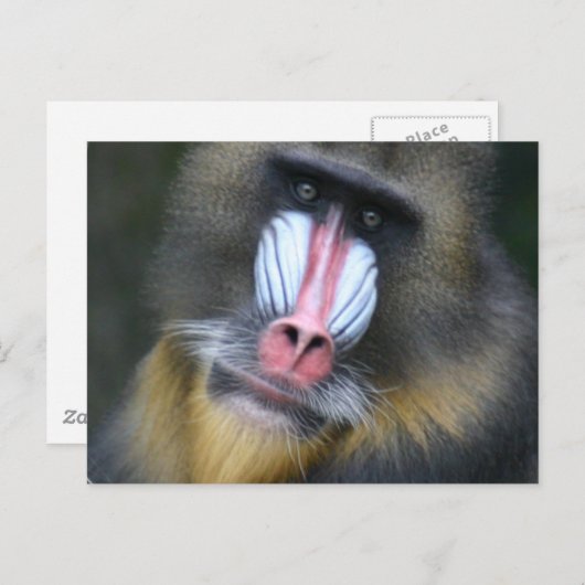 Carte postale de visage de babon (Devant / Derrière)