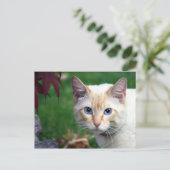 Carte postale de visage de chat siamois (Debout devant)