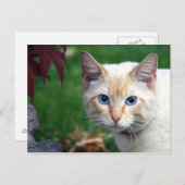 Carte postale de visage de chat siamois (Devant / Derrière)