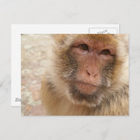 Carte postale de visage de singe (Devant / Derrière)