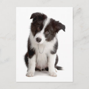 Carte postale de vœux avec chiot Border Collie sur