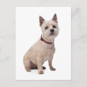 Carte postale de vœux avec chiot Terrier Cairn vie