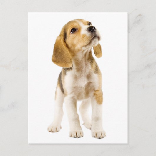 Carte postale de voeux de chien beagle (Devant)