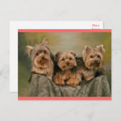 Carte postale de voeux de Chien-Chien-Chien-Coquel (Devant / Derrière)