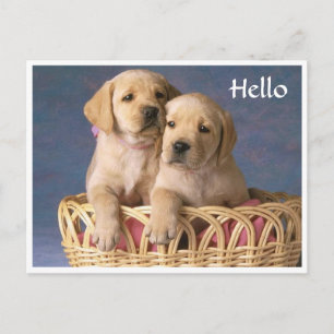 Carte postale de vœux de chiot Labrador Retriever