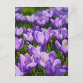 Carte postale de voeux de Pâques de Crocus pourpre (Devant)