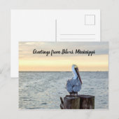 Carte postale de voeux Pélican (Devant / Derrière)