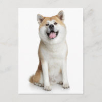 Carte postale de voeux pour chien chiot Shiba Inu