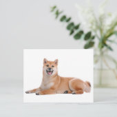 Carte postale de voeux pour chien chiot Shiba Inu (Debout devant)