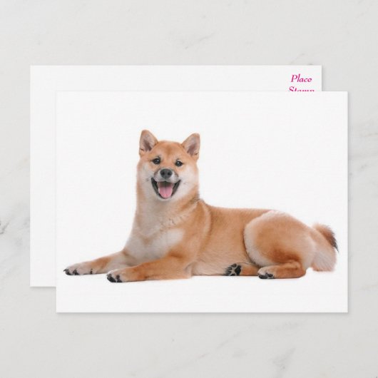 Carte postale de voeux pour chien chiot Shiba Inu (Devant / Derrière)
