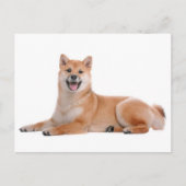 Carte postale de voeux pour chien chiot Shiba Inu (Devant)