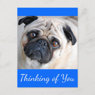 Carte postale de vœux pour un chiot Carlin