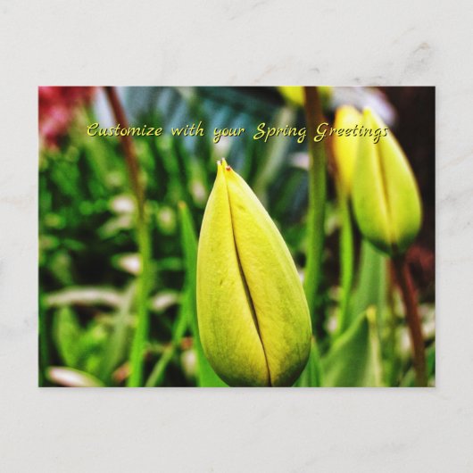 Carte postale de vœux printaniers aux tulipes jaun (Devant)