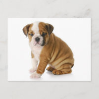 Carte postale de vœux vierge avec chiot Bouledogue