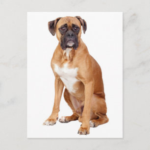 Carte postale de vœux vierge avec chiot Boxer