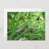 Carte postale de vol de grue (Devant / Derrière)