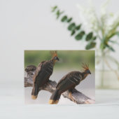 Carte postale de voyage 10 (Debout devant)