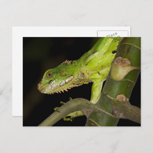 Carte postale de voyage 12 (Devant / Derrière)