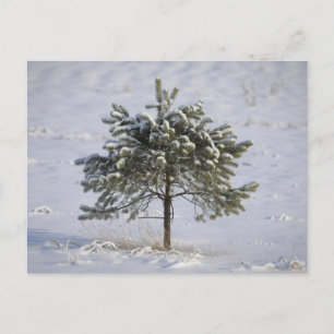 Carte postale de voyage d'arbre coloré élégant