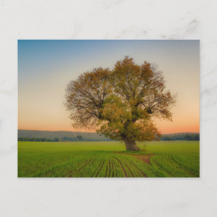 Carte postale de voyage d'arbre coloré élégant