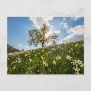 Carte postale de voyage d'arbre coloré élégant