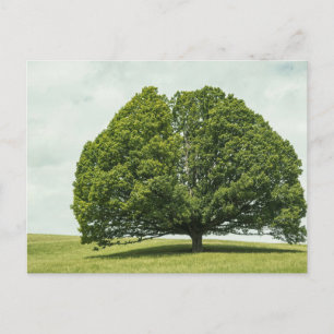 Carte postale de voyage d'arbre coloré élégant