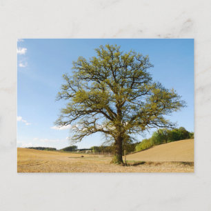 Carte postale de voyage d'arbre coloré élégant