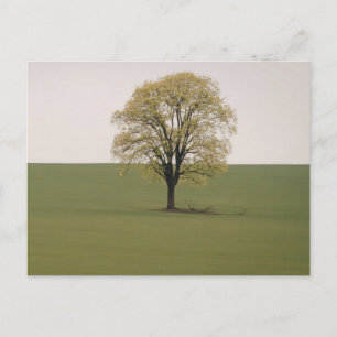 Carte postale de voyage d'arbre coloré élégant